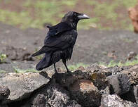 Grand corbeau des Canaries
