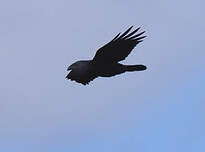 Grand corbeau des Canaries