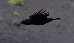 Grand corbeau des Canaries
