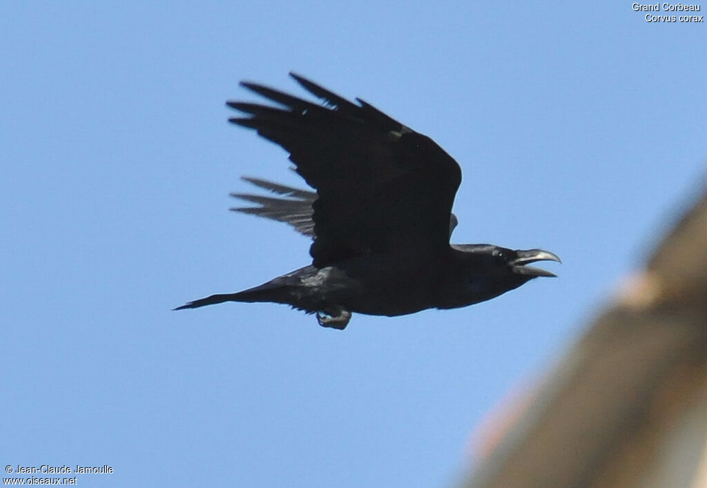 Northern Raven, Flight