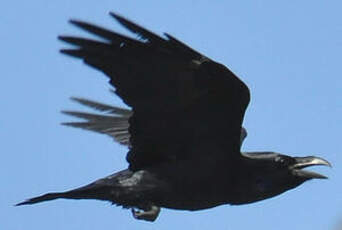 Grand Corbeau