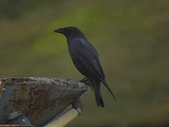 Grand Corbeau