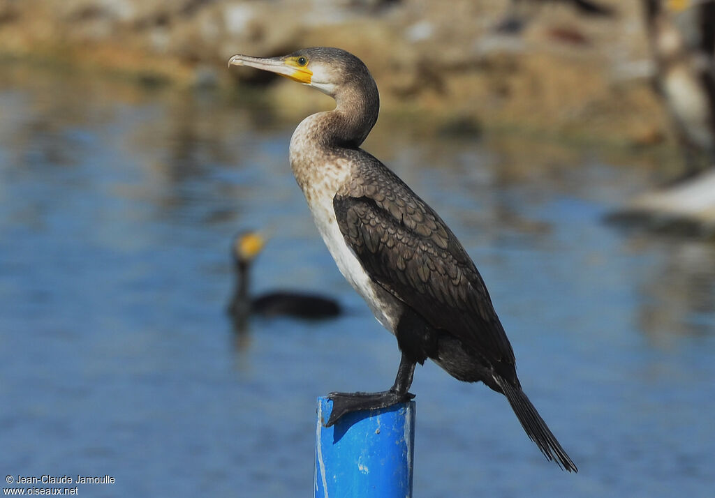 Great Cormorantjuvenile