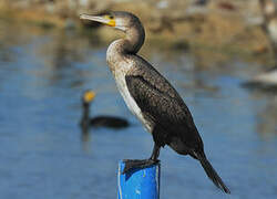 Great Cormorant