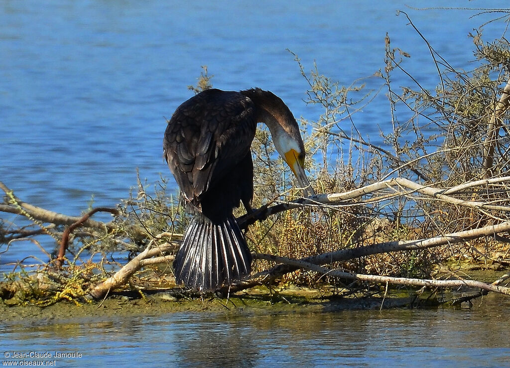 Grand Cormoran, Comportement