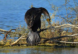 Great Cormorant