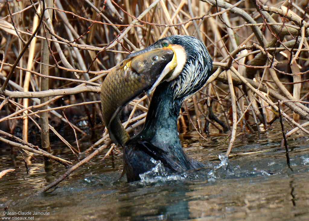 Great Cormorant