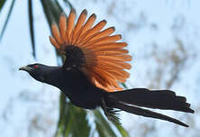 Grand Coucal