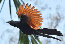 Greater Coucal