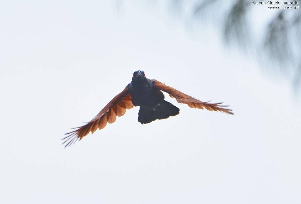 Greater Coucal