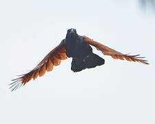 Greater Coucal