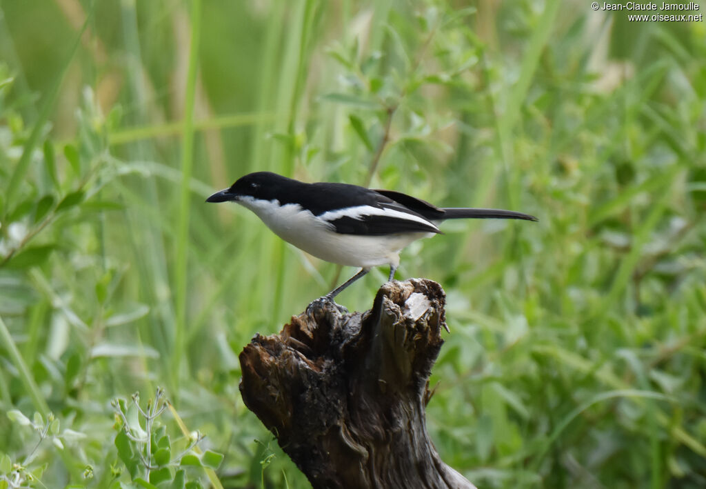 Tropical Boubou