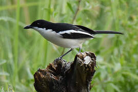 Tropical Boubou