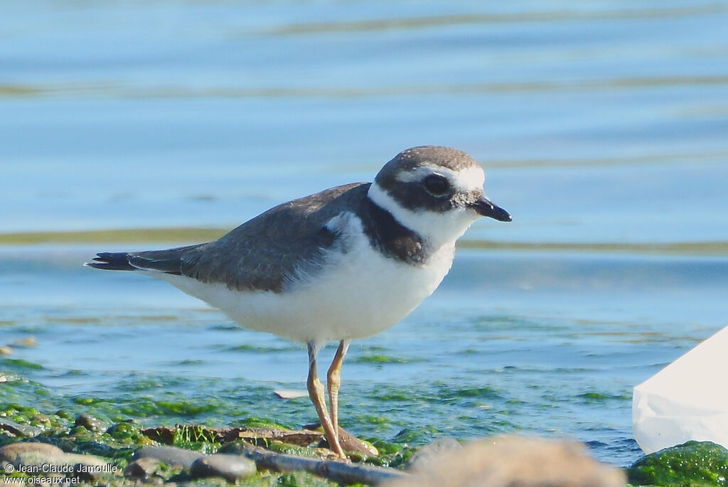 Common Ringed Ploverjuvenile