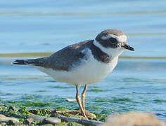 Common Ringed Plover