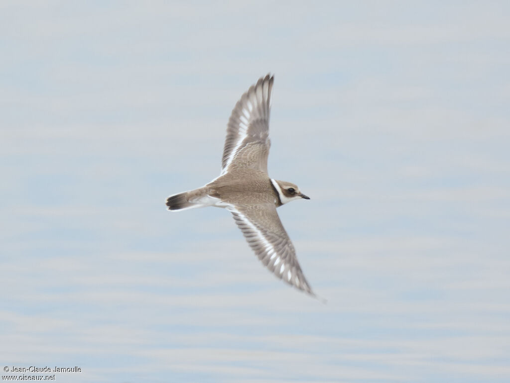 Common Ringed Plover, Flight