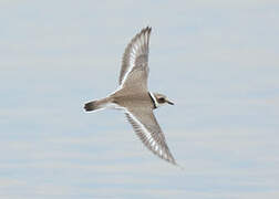 Common Ringed Plover