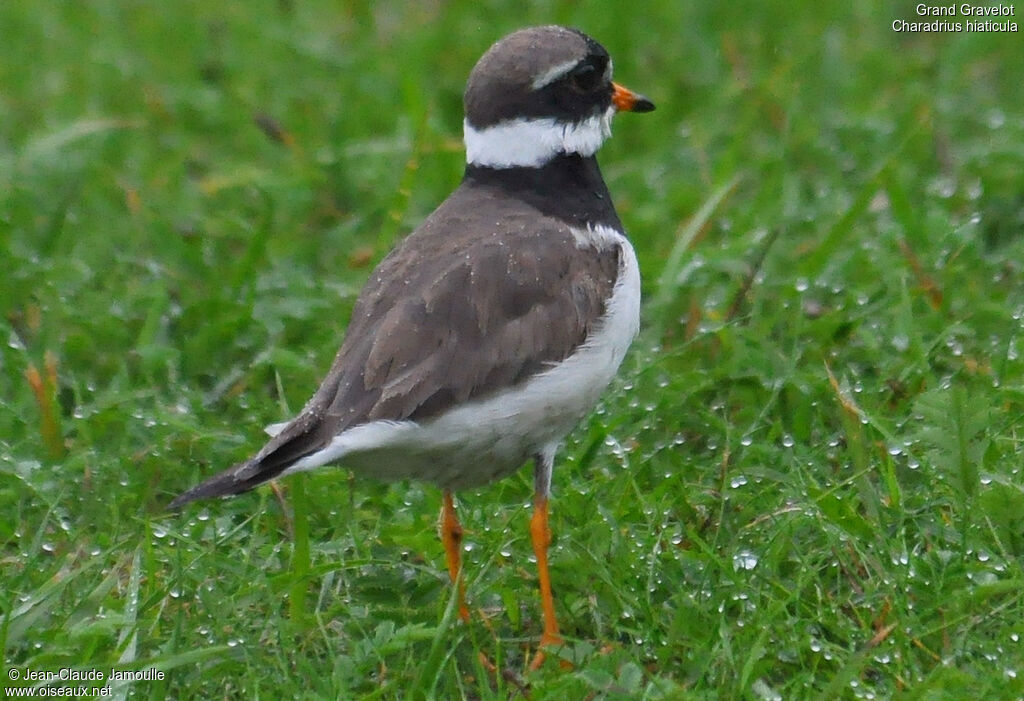 Common Ringed Plover male adult breeding, Behaviour