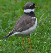 Common Ringed Plover