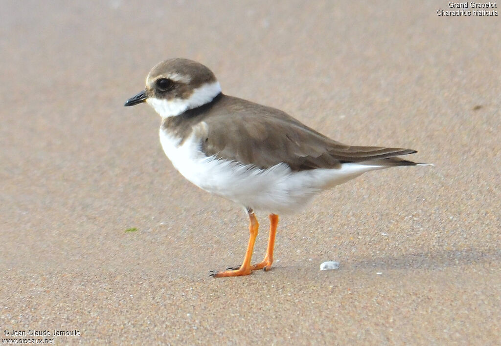 Common Ringed Plover