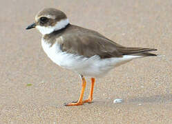 Common Ringed Plover