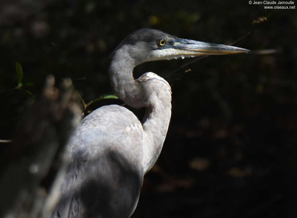 Great Blue Heronimmature