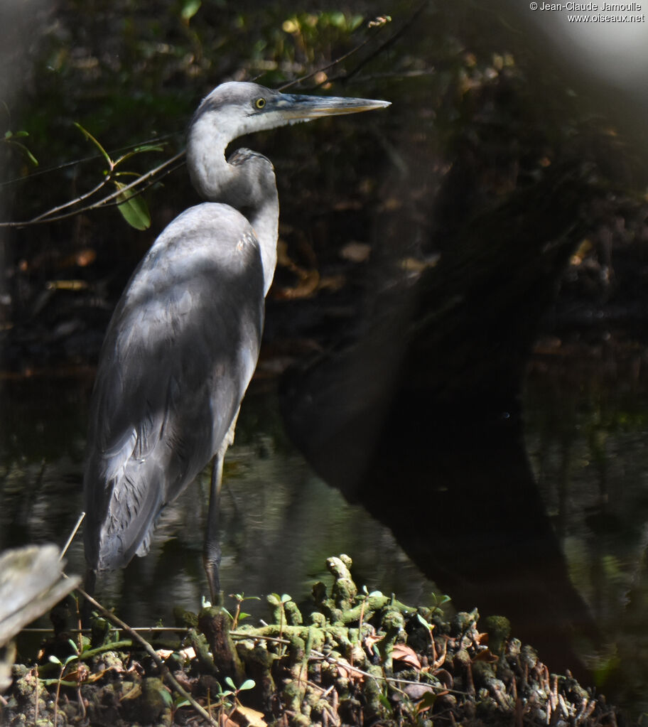 Great Blue Heronimmature