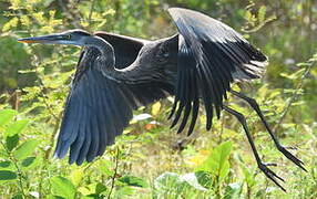 Great Blue Heron