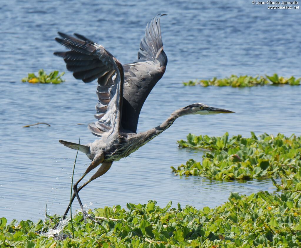 Great Blue Heron