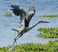 Great Blue Heron