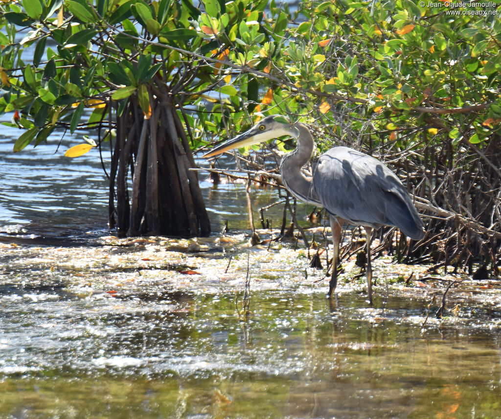 Great Blue Heron