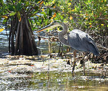 Great Blue Heron