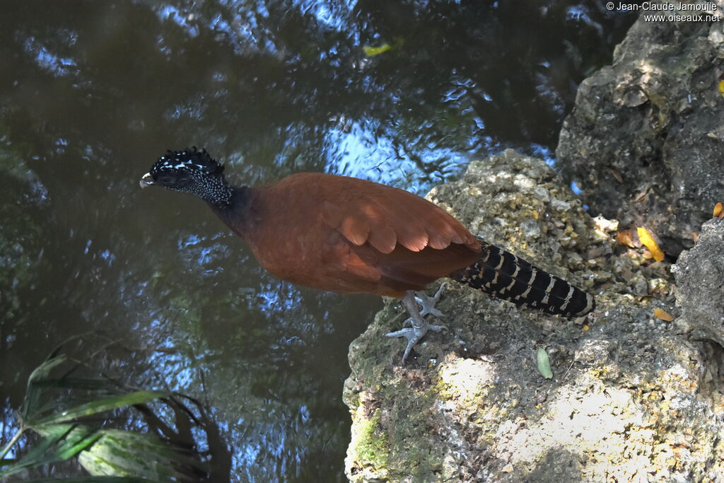 Great Curassow