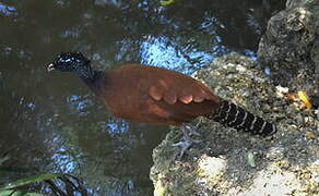 Great Curassow