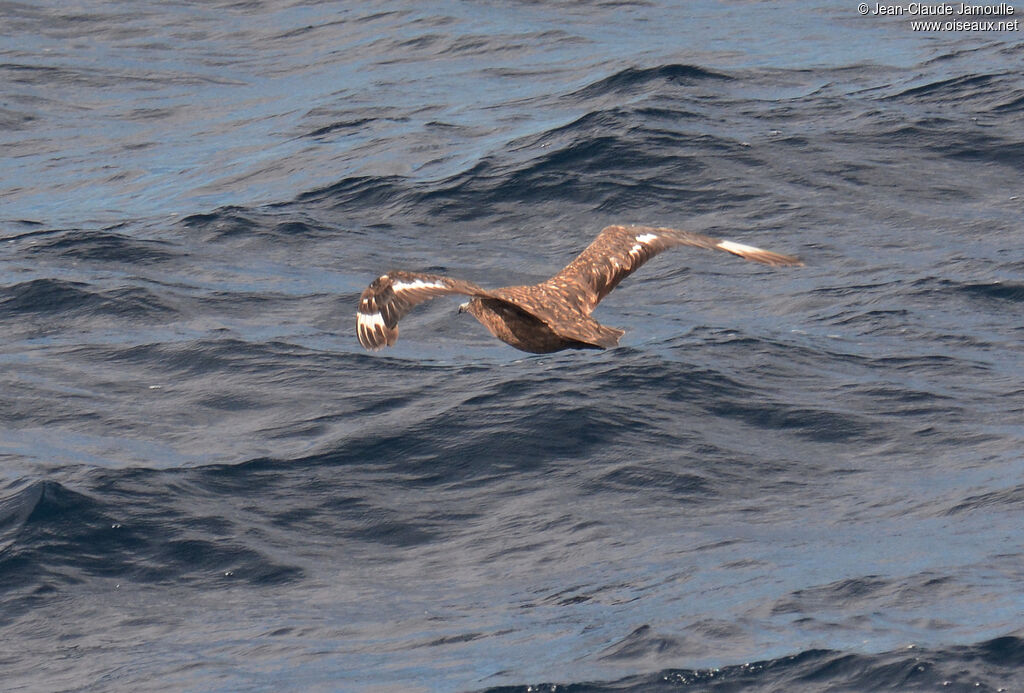 Great Skua