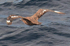 Great Skua