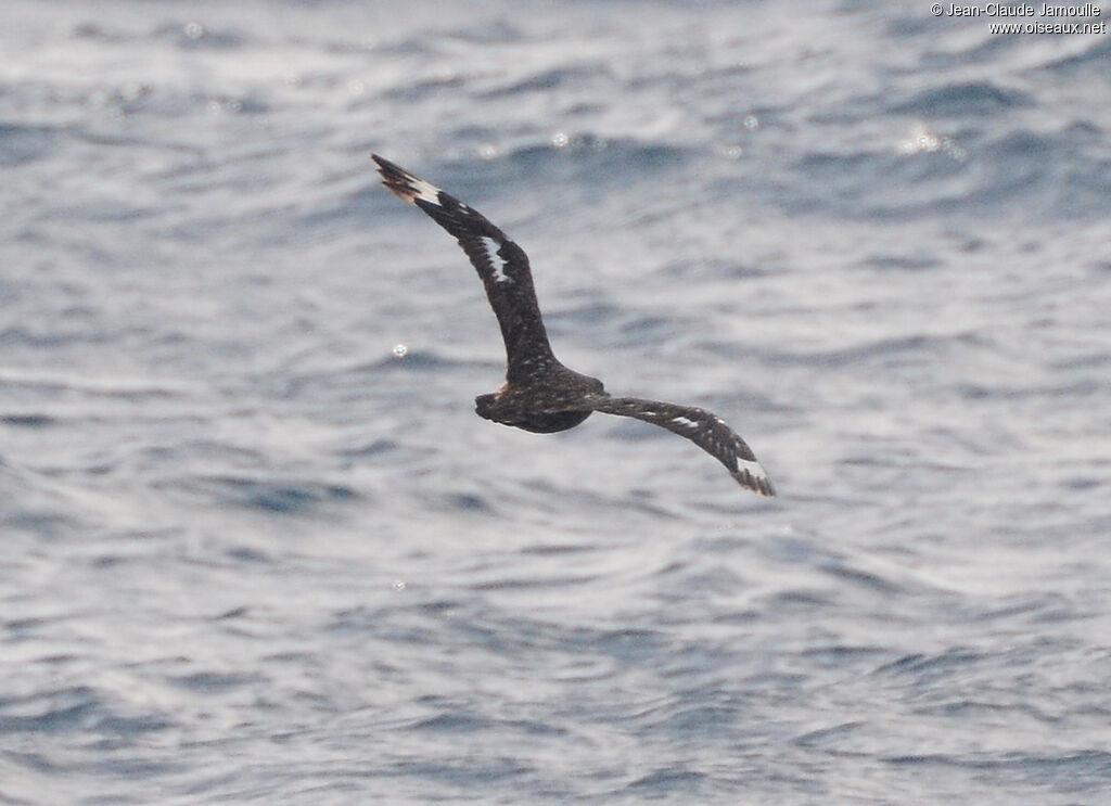 Great Skua