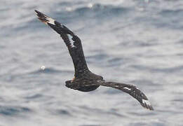 Great Skua