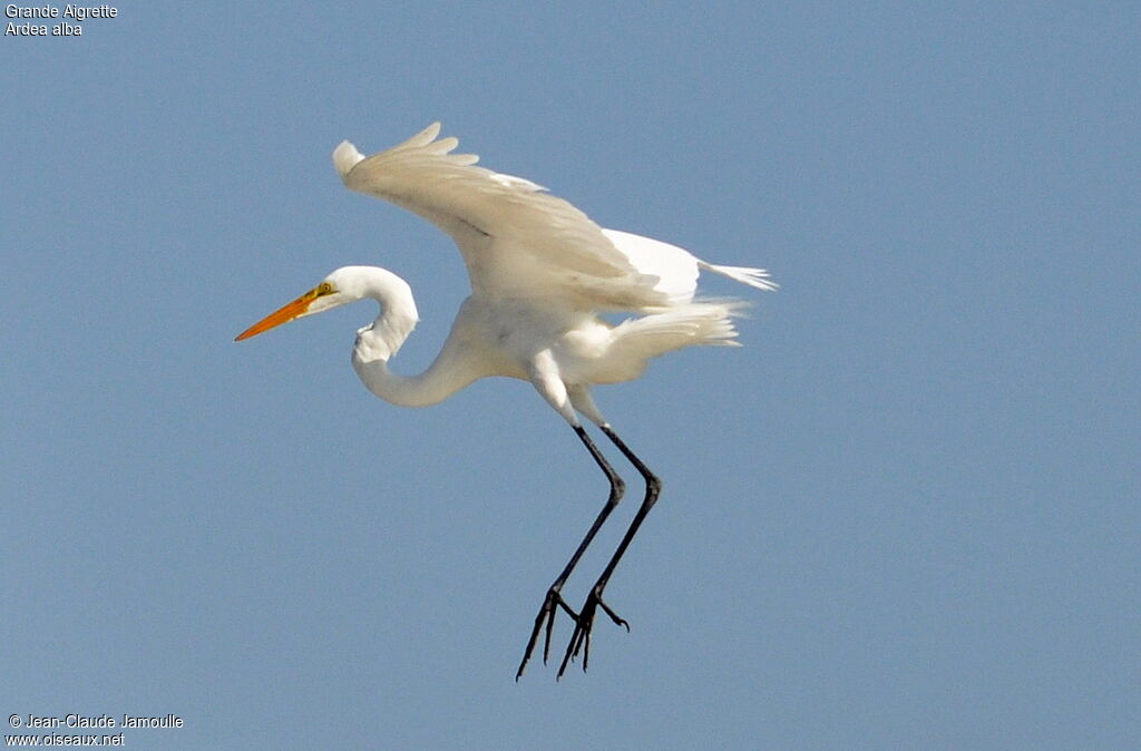 Great Egret, Flight