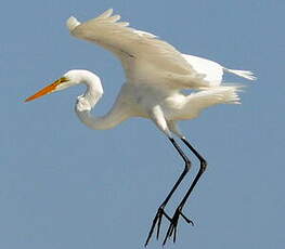 Grande Aigrette