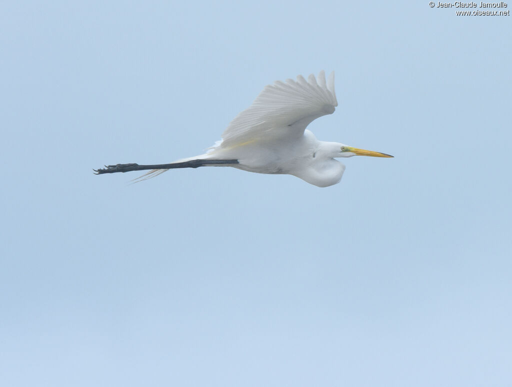 Grande Aigrette