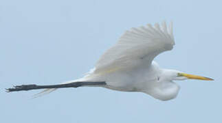 Grande Aigrette