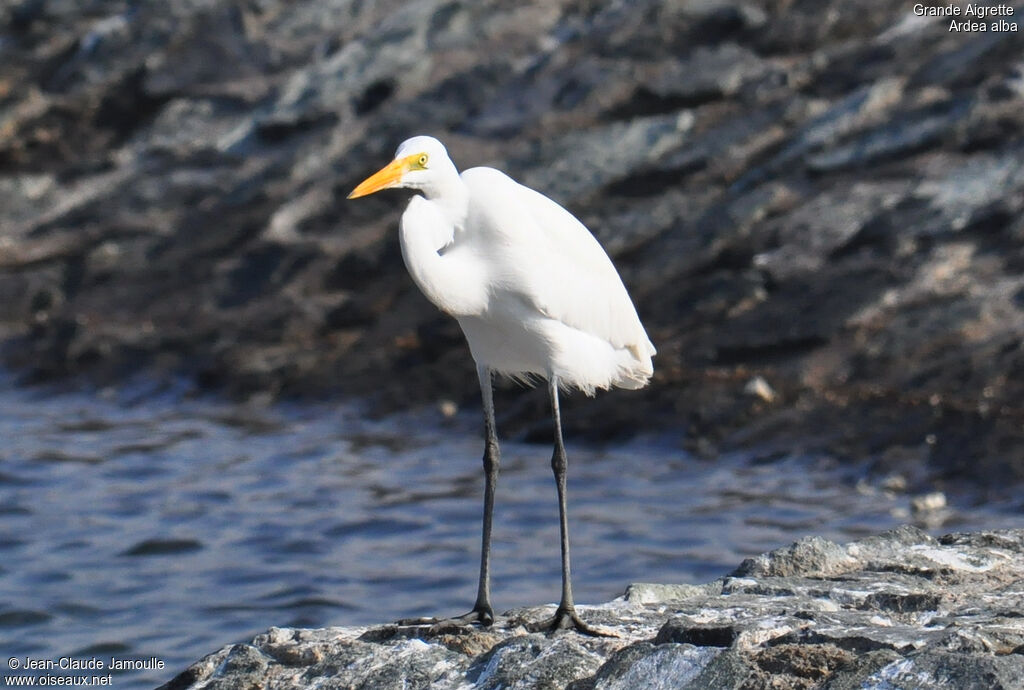 Grande Aigrette