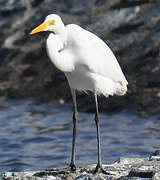 Grande Aigrette