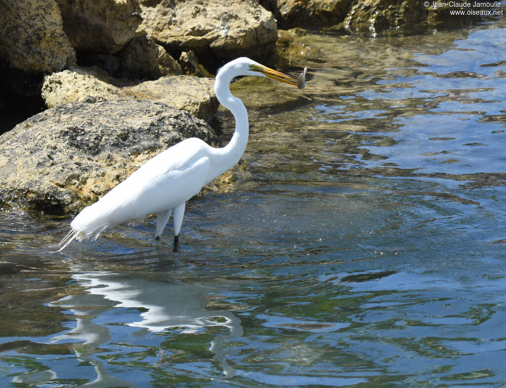 Grande Aigretteadulte nuptial, pêche/chasse