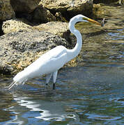 Great Egret