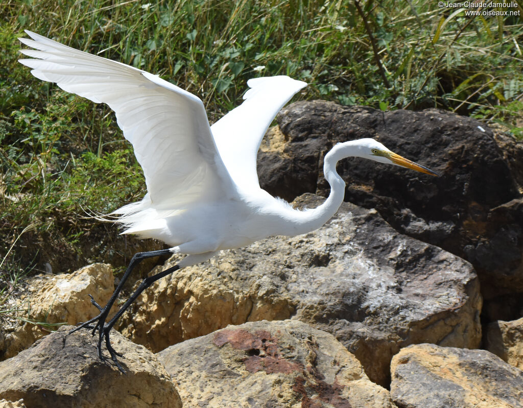 Grande Aigrette