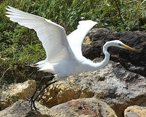 Grande Aigrette