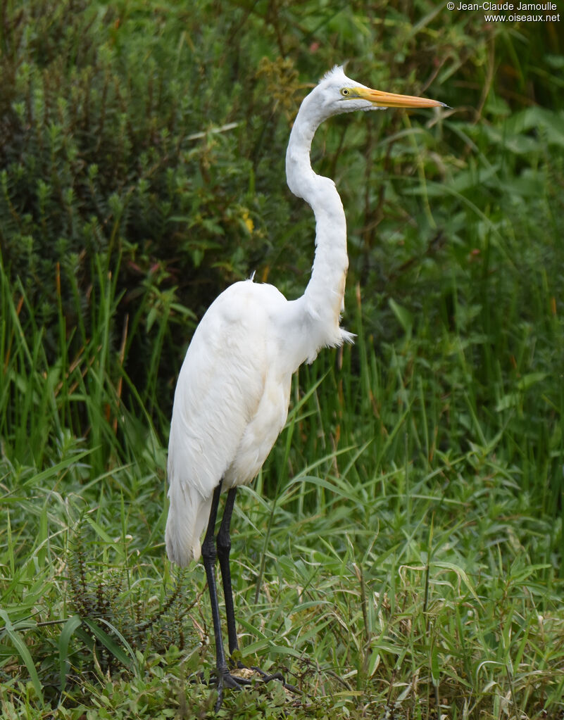 Grande Aigrette