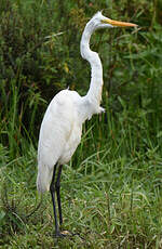 Grande Aigrette